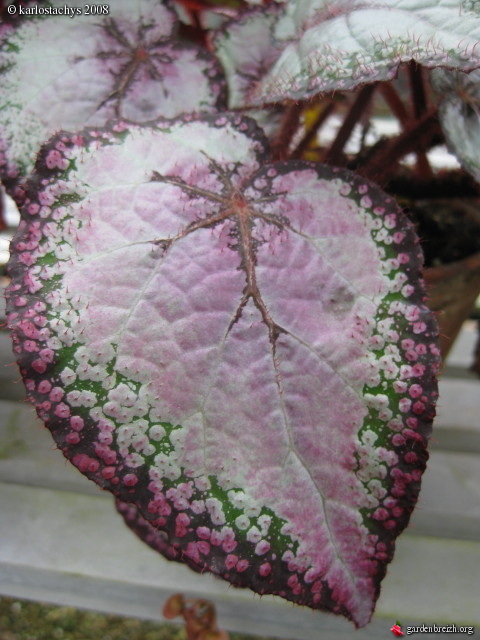 B. ‘Gaston Colin’